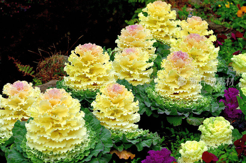 甘蓝(Brassica Oleracea) /观赏白菜/观赏甘蓝